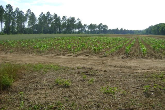 So how's the Gardening Going - Growing?? Anyone else?